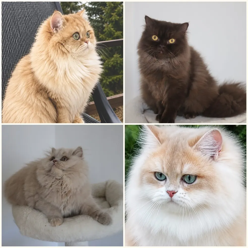 Embers of Gold British Shorthair and Longhair cats