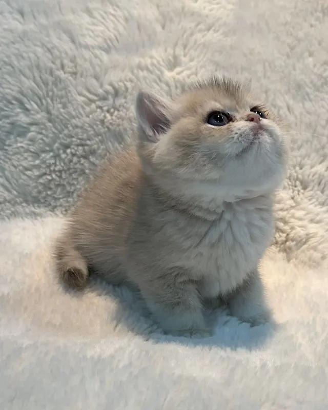 Rare blue golden shell (CY12) British Shorthair boy kitten named Cy12