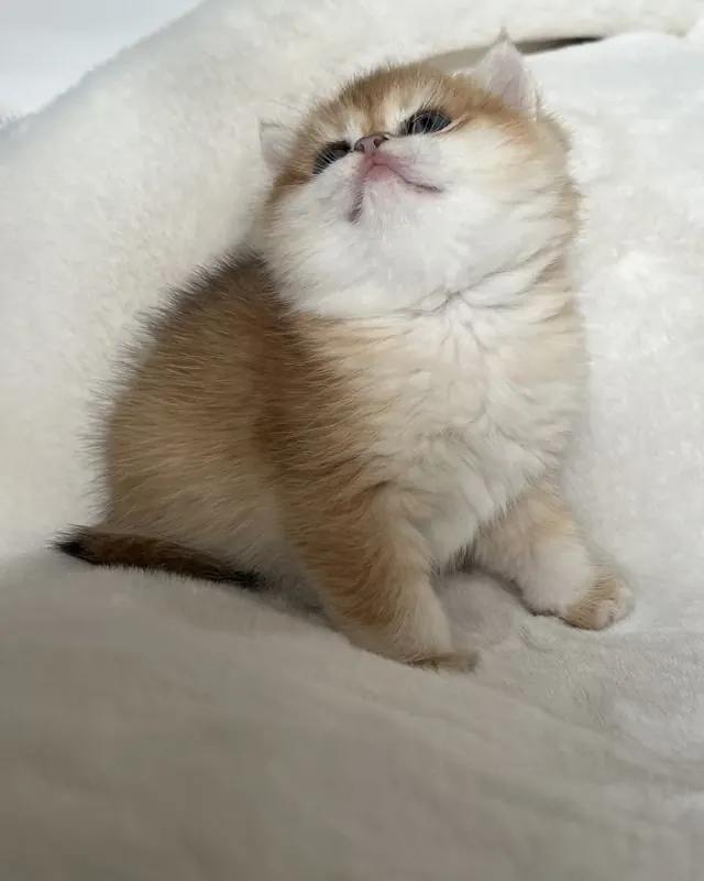 Golden (NY12) British Shorthair girl kitten named Golden girl