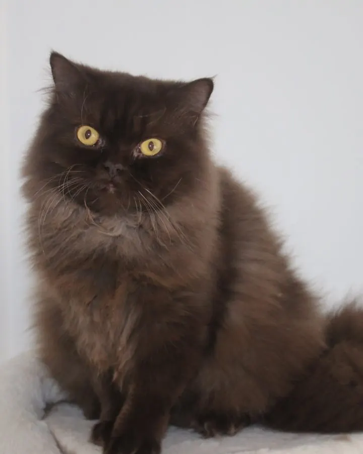 Leonardo, Chocolate British Longhair sire at Embers of Gold