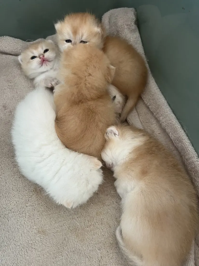 Ricardo & Wanda British Shorthair and Longhair litter photo 1