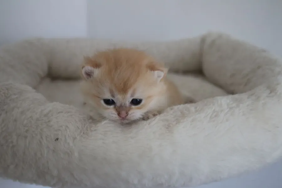 Ricardo & Wanda British Shorthair and Longhair litter photo 2