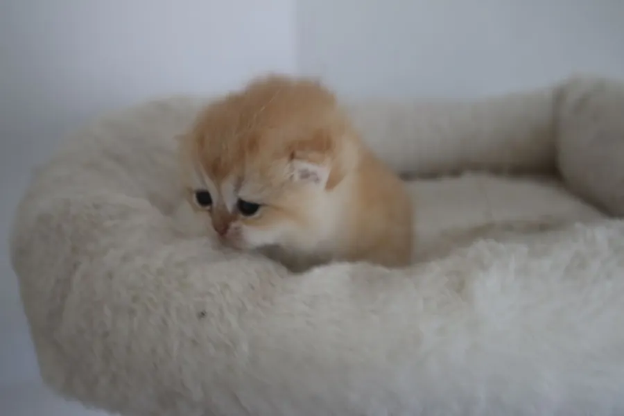 Ricardo & Wanda British Shorthair and Longhair litter photo 3