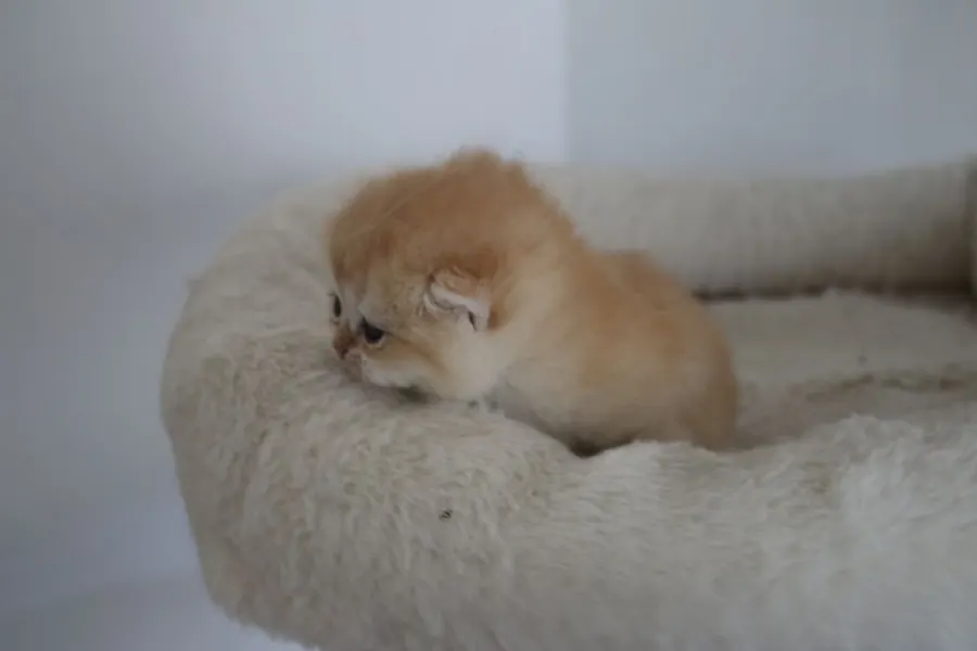 Ricardo & Wanda British Shorthair and Longhair litter photo 4