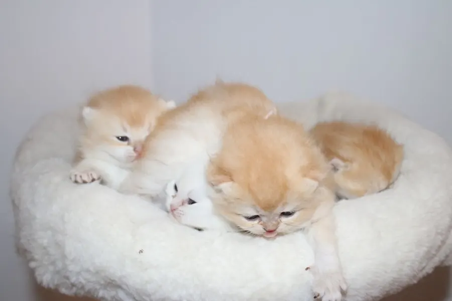 Ricardo & Wanda British Shorthair and Longhair litter photo 5