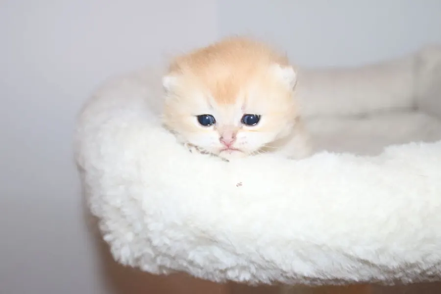 Ricardo & Wanda British Shorthair and Longhair litter photo 6