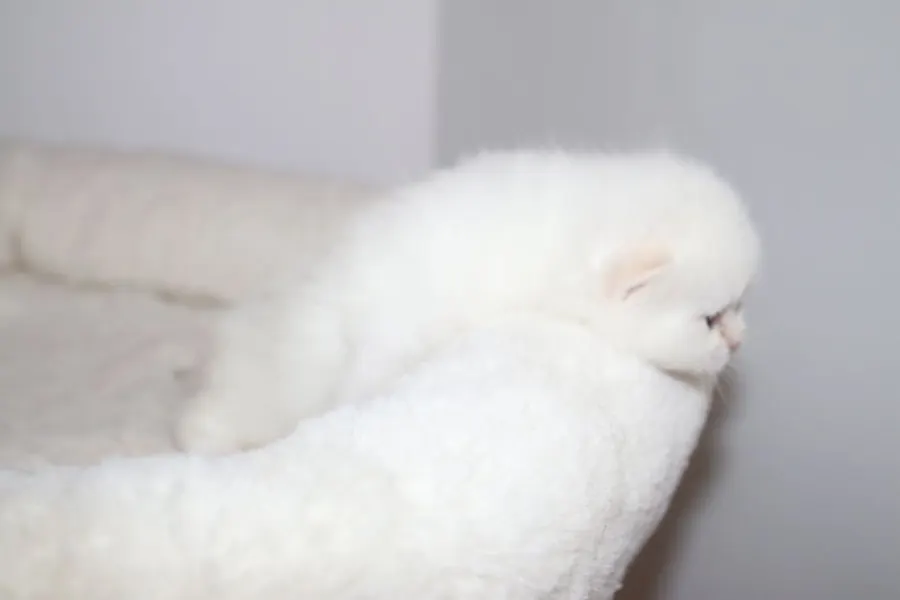 Ricardo & Wanda British Shorthair and Longhair litter photo 7