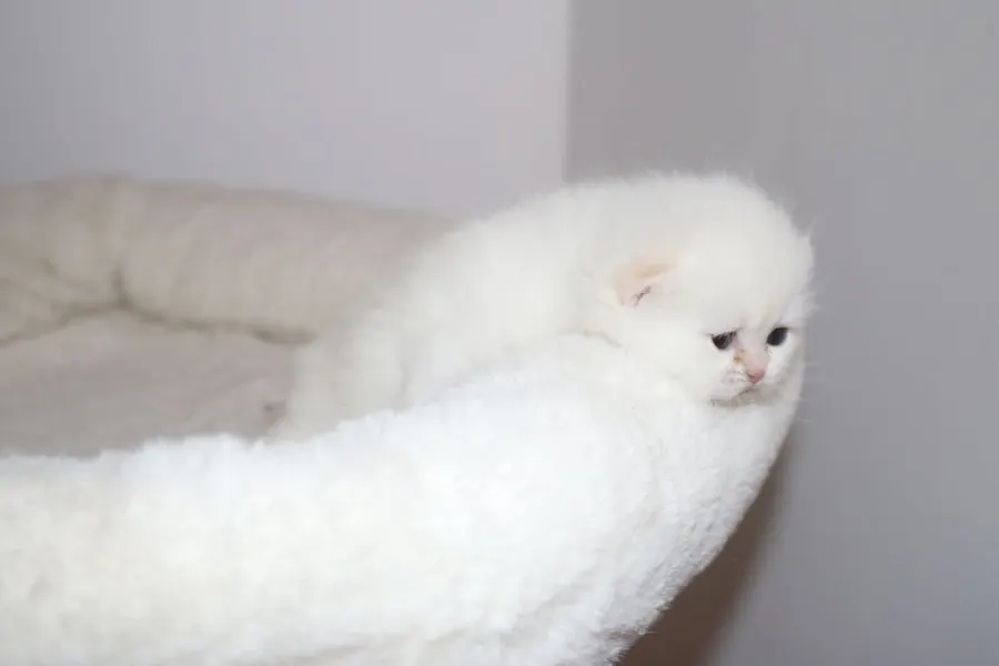 Ricardo & Wanda British Shorthair and Longhair litter photo 8