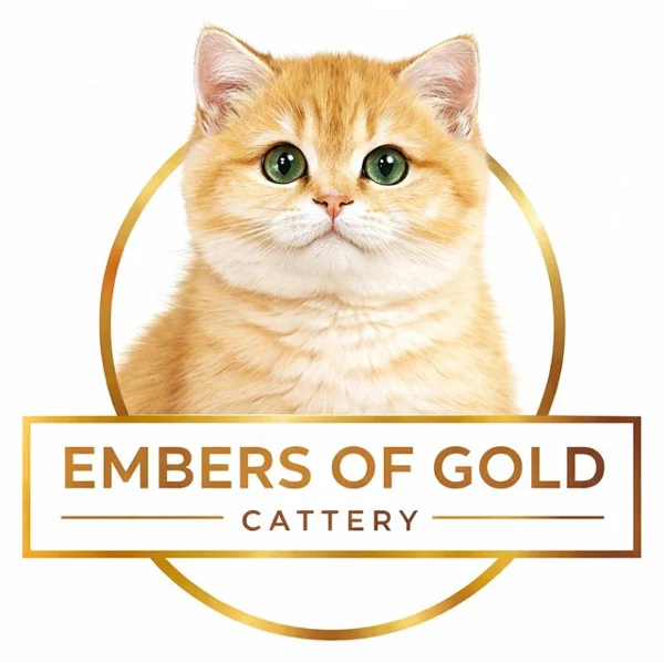 Embers of Gold cattery logo: a golden British Shorthair kitten in a gold circle