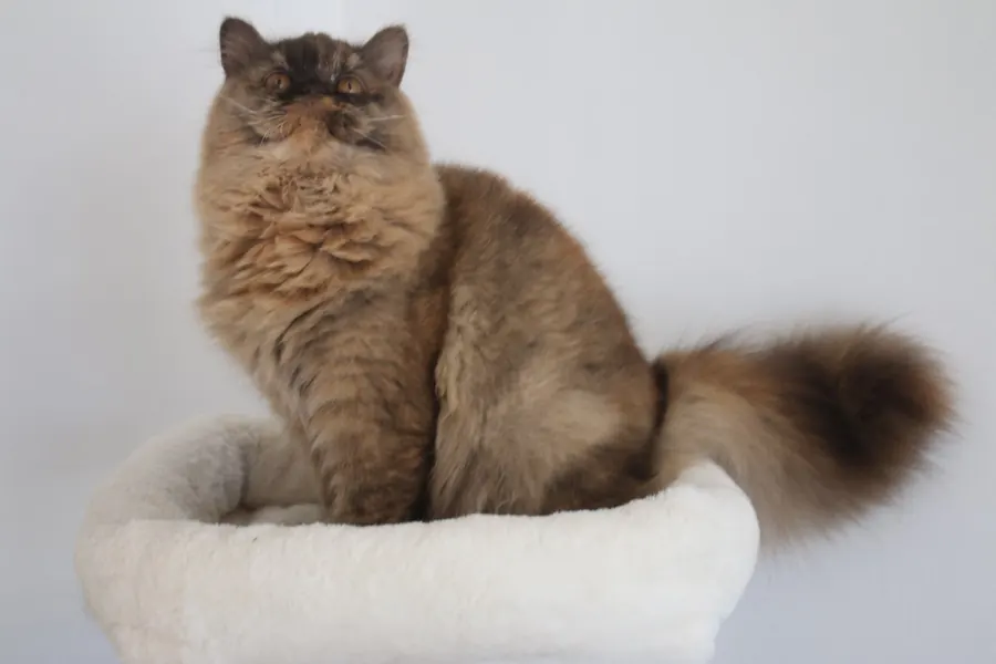 Maple, Chocolate Tortie British Longhair dam at Embers of Gold
