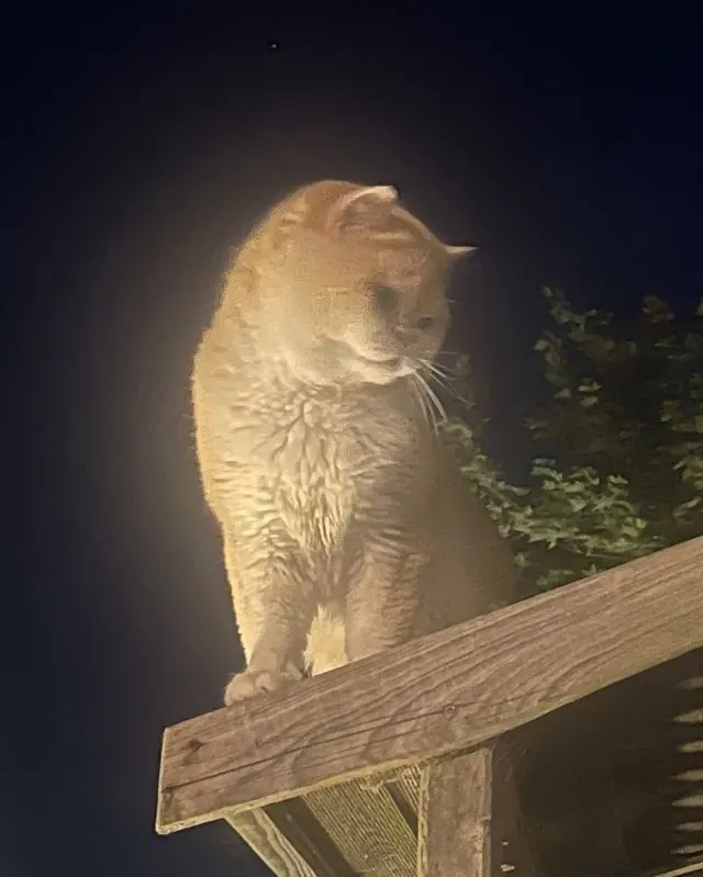 Orlando Skye, Golden (NY12) British Shorthair sire at Embers of Gold