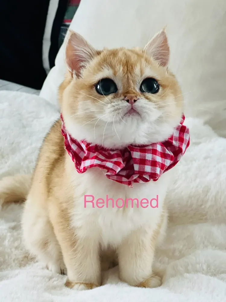 Rehomed British Shorthair kitten