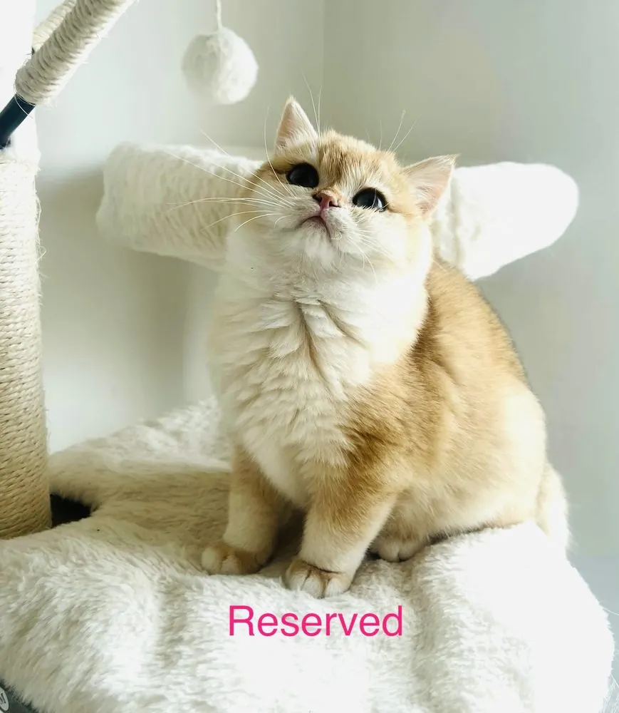 Reserved British Shorthair kitten