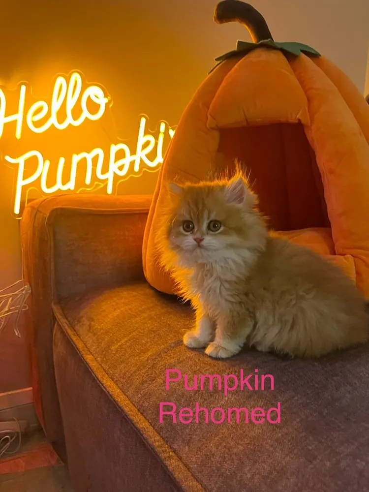 Pumpkin, rehomed British Longhair kitten