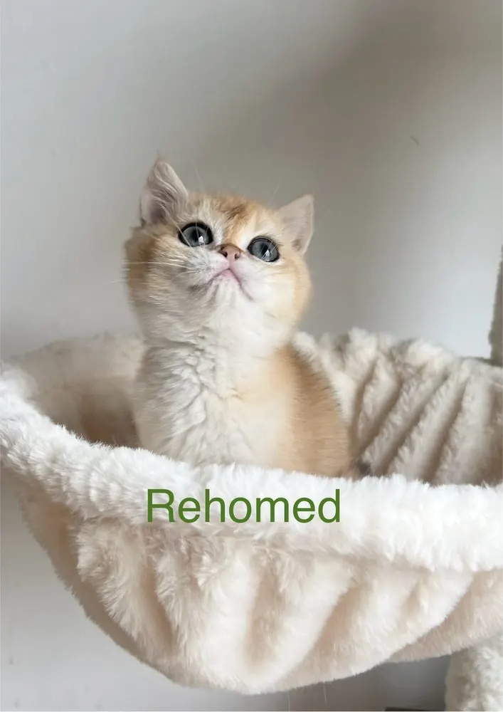 Rehomed British Shorthair kitten