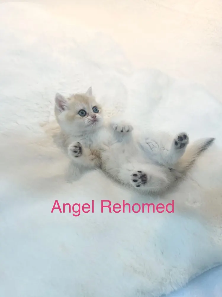 Angel, rehomed British Shorthair kitten