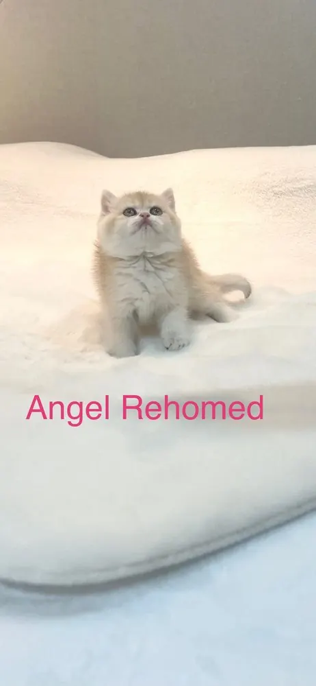 Angel, rehomed British Shorthair kitten