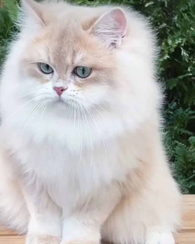 Ricardo, Lilac Golden (CY12) British Longhair sire at Embers of Gold
