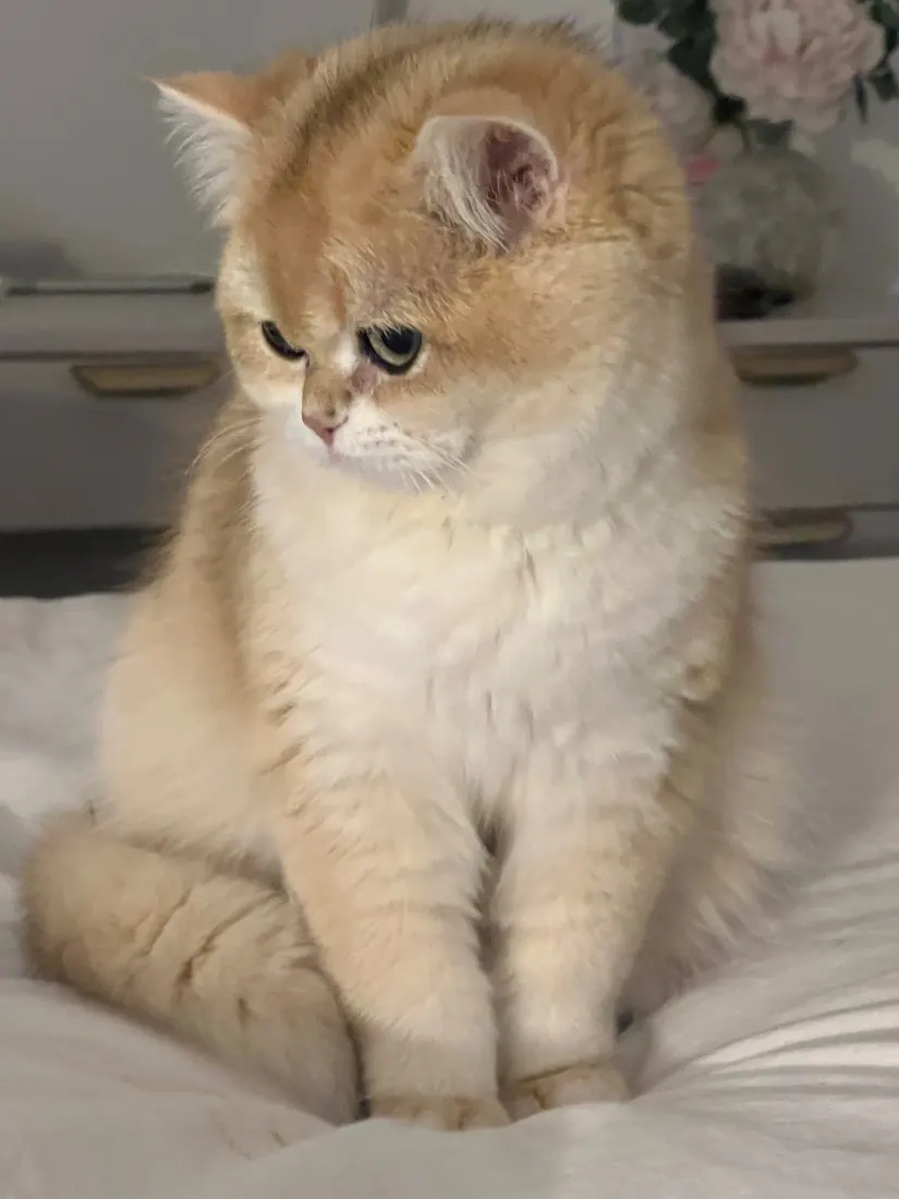 Wanda, Golden (NY11) British Shorthair dam at Embers of Gold